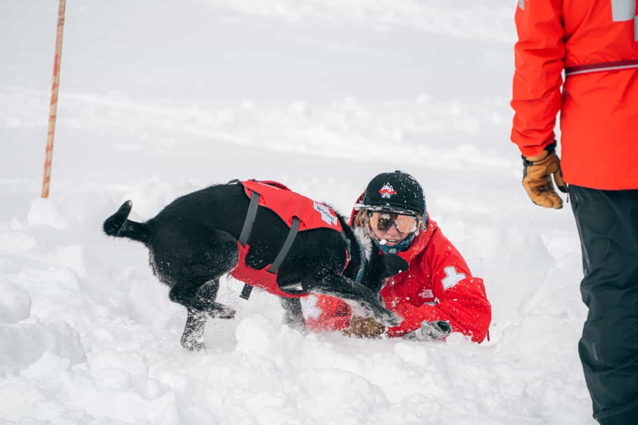 ski patrol and avalanche dog training at yellowstone club, big sky, montana