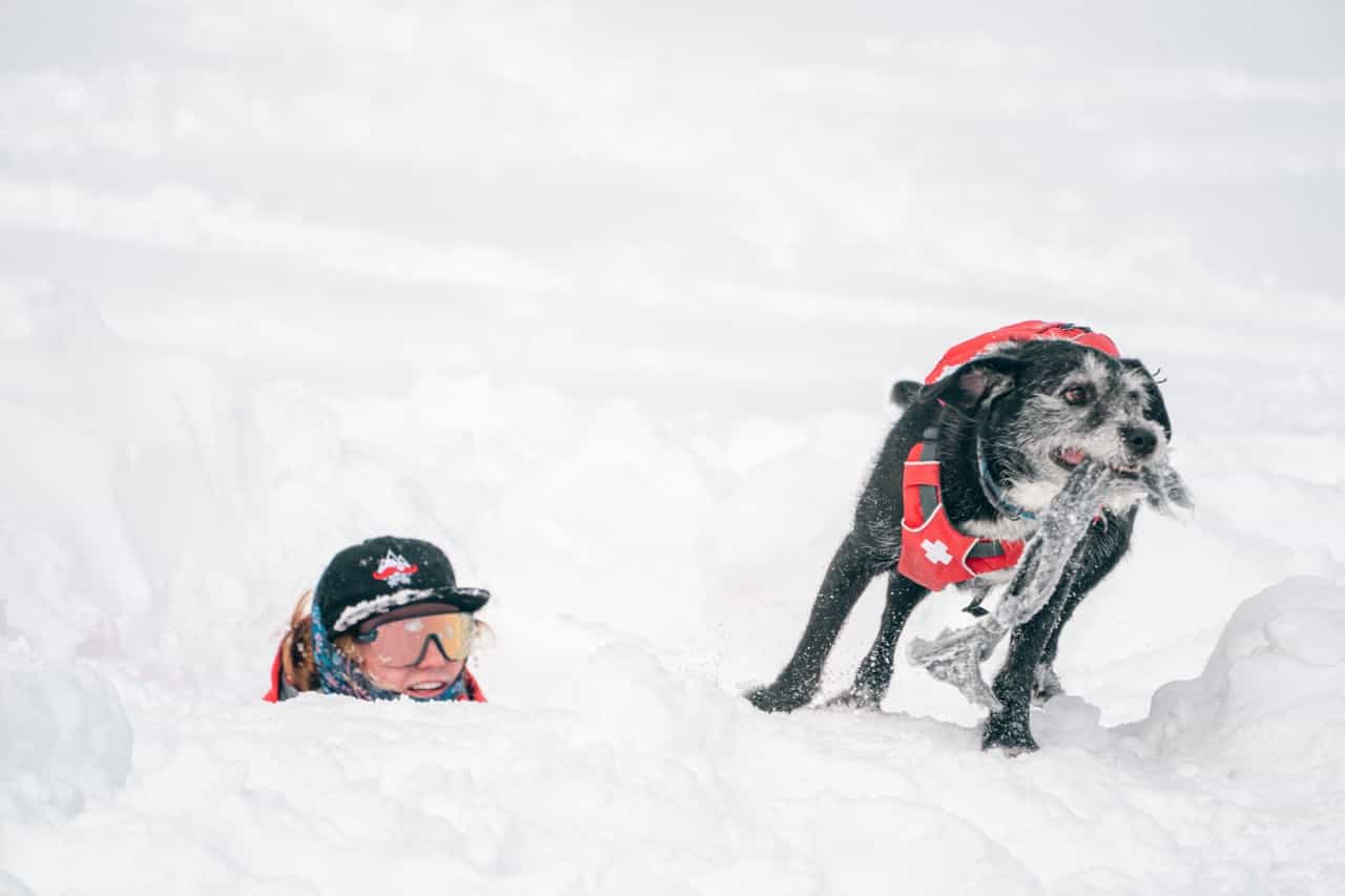 ski patrol and avalanche dog training at yellowstone club, big sky, montana