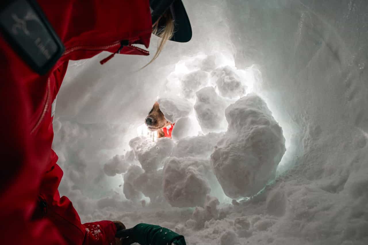 ski patrol and avalanche dog training at yellowstone club, big sky, montana