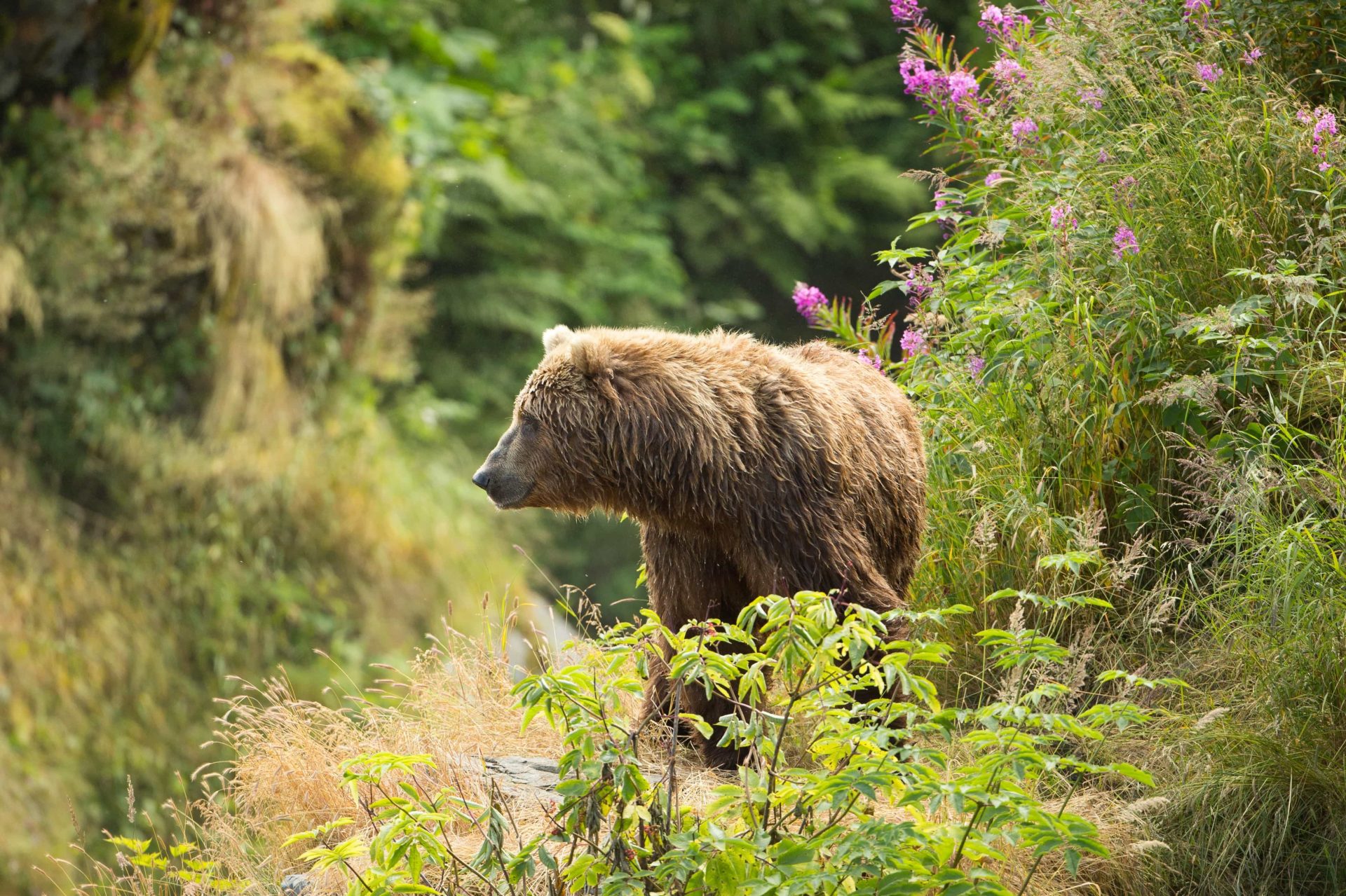 grizzly bear