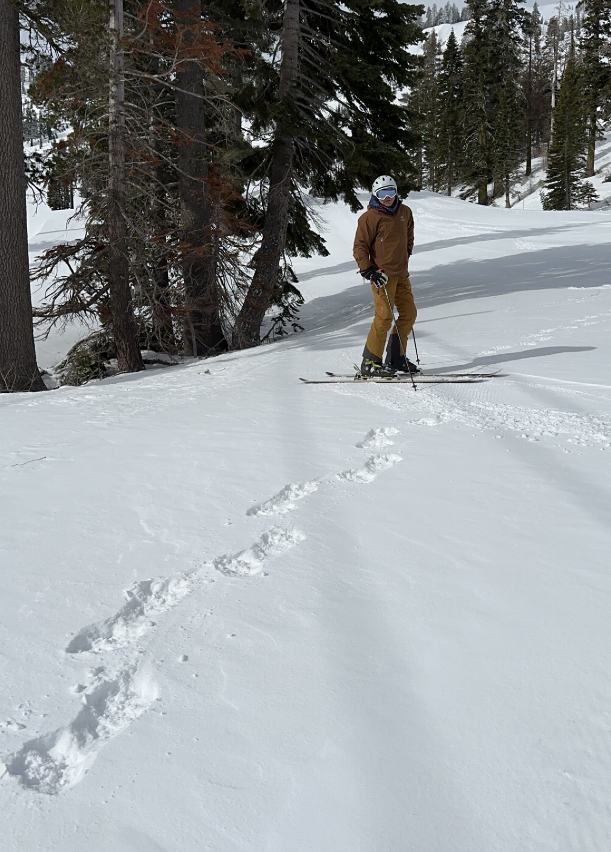 Bear tracks, Alpine Meadows, April 2024 PC: Elena Pavlovskaia