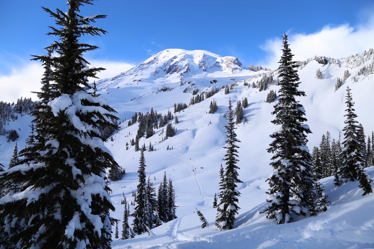 paradise mount Rainier