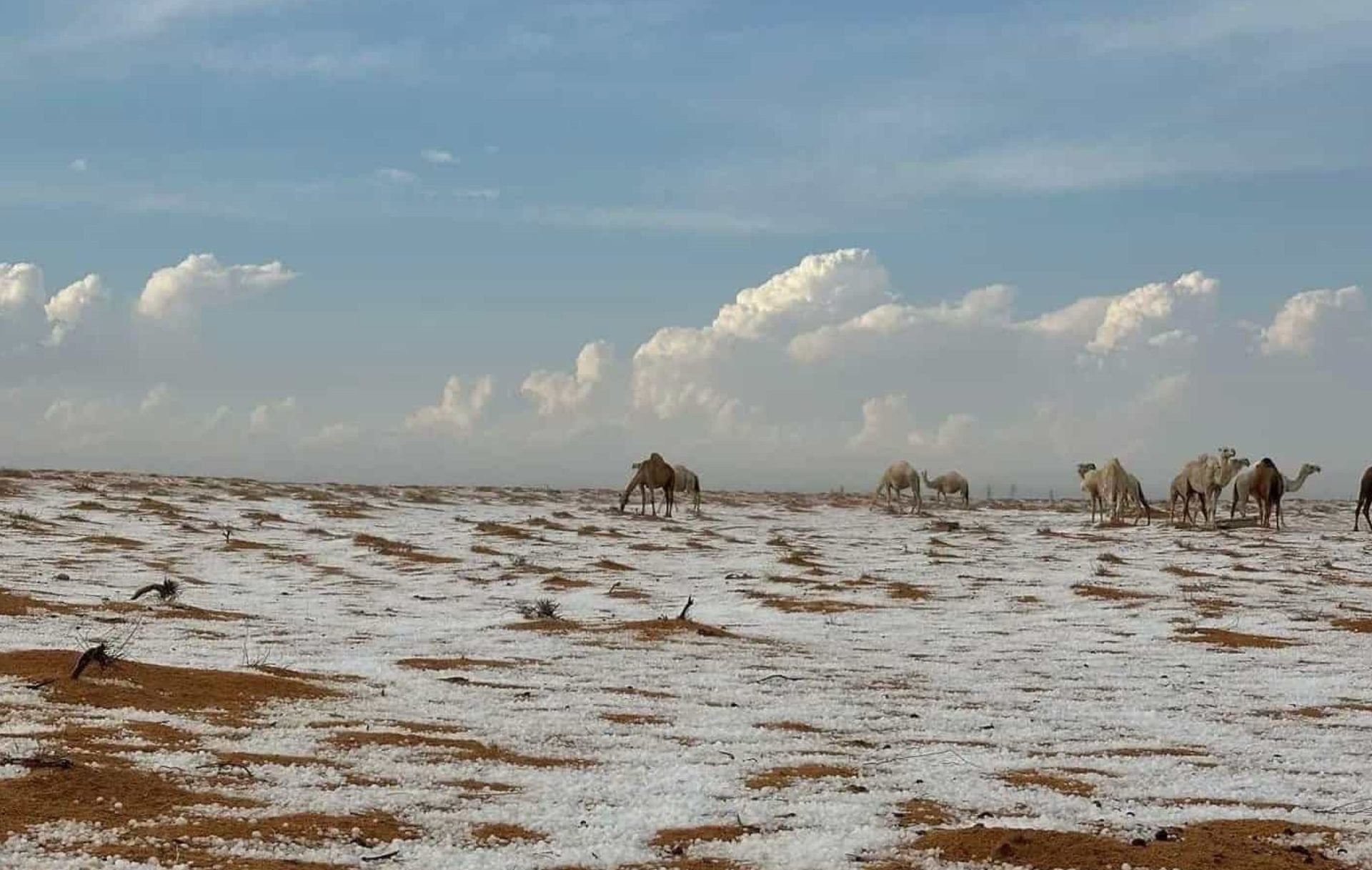 saudi arabia desert snow
