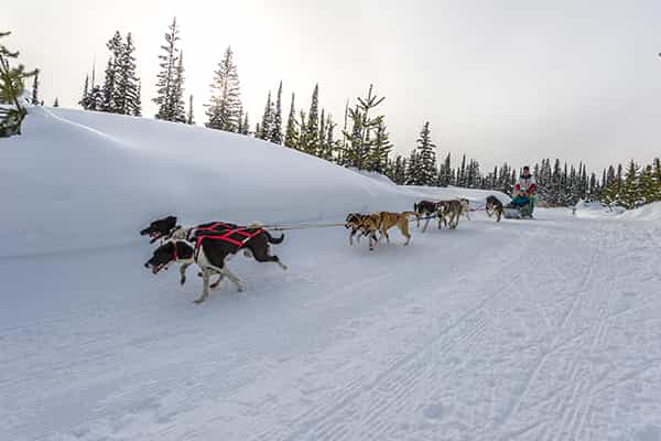 Dog sledding at Big White Resort