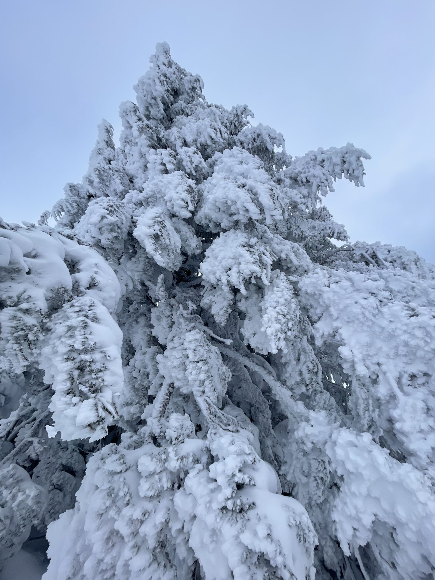 Trees covered in rime ice. Photo Credit: SnowBrains