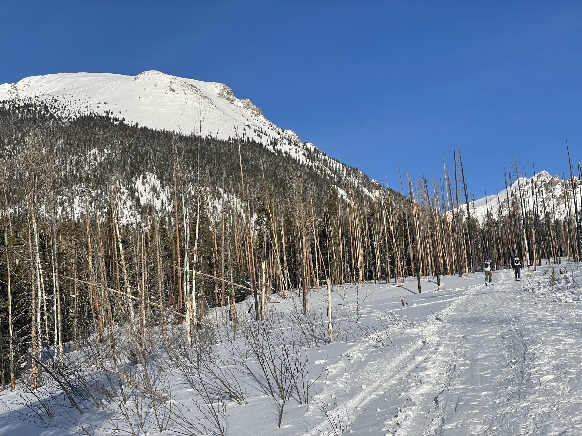 Looking up to Buffalo Mountain from the start of the ascent. <yoastmark class=