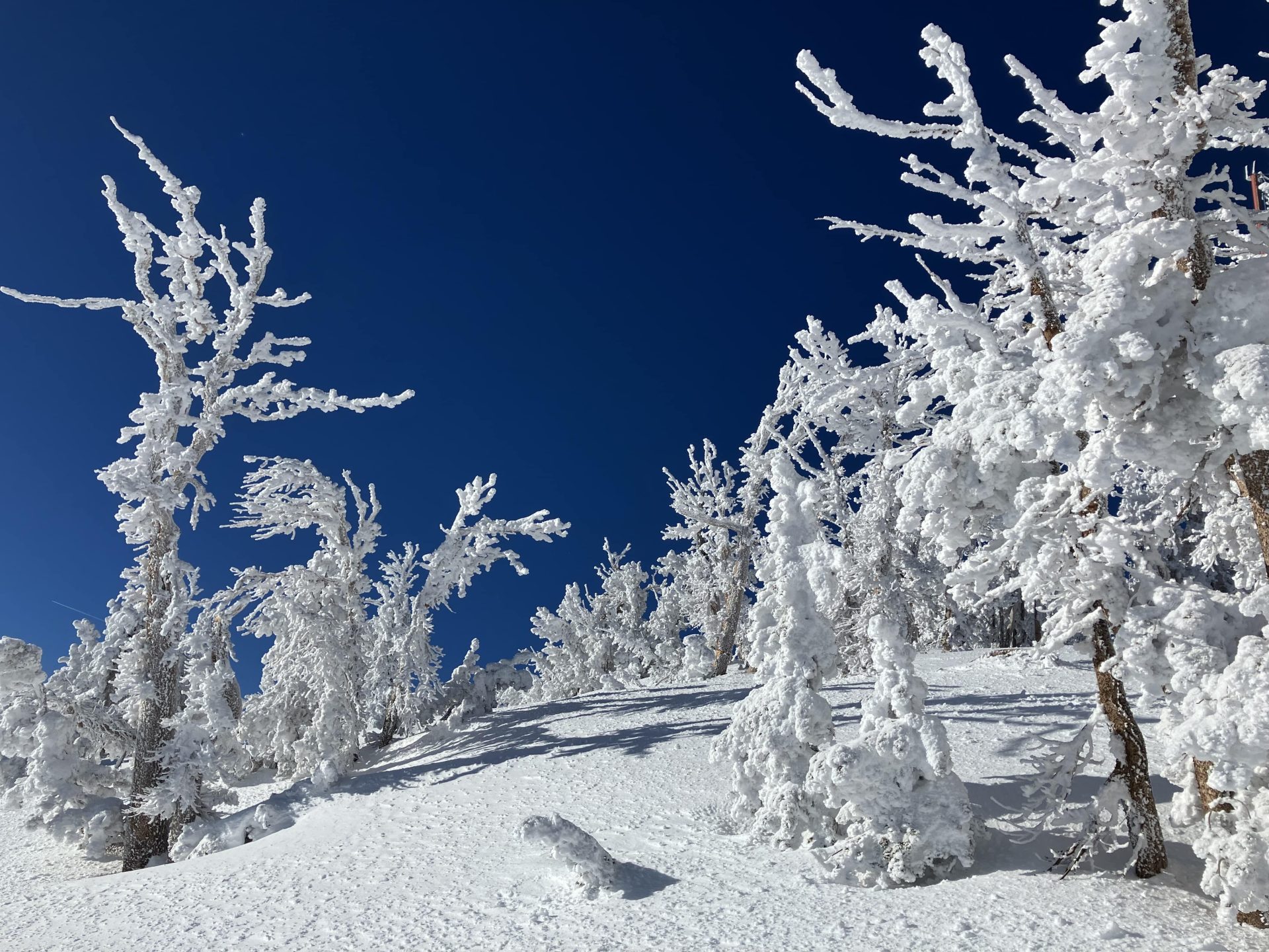 Creatures of Mt Rose. PC: Claire Weiss